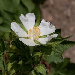 Balkanmalva - Kitaibela vitifolia