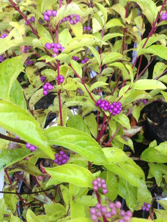 Glasbär - Callicarpa dichtroma`Isaii´