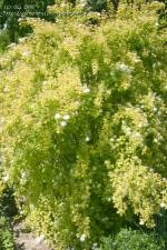 Gulbladig bukettspirea -  Spiraea vanhouttei 'Gold Fountain'