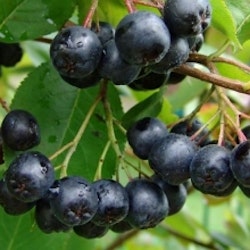 Sorbaronia "Amit" - Aronia mitschurinii "Amit"