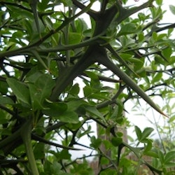 Citrontörne – Poncirus trifoliata