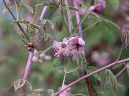 Akebia quinata  `White  Chokolate´