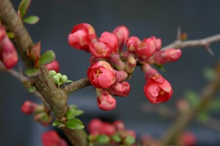 Japansk rosenkvitten "Rubra" - Chaenomeles speciosa"Rubra"