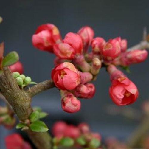 Japansk rosenkvitten `Rubra´ - Chaenomeles speciosa`Rubra´