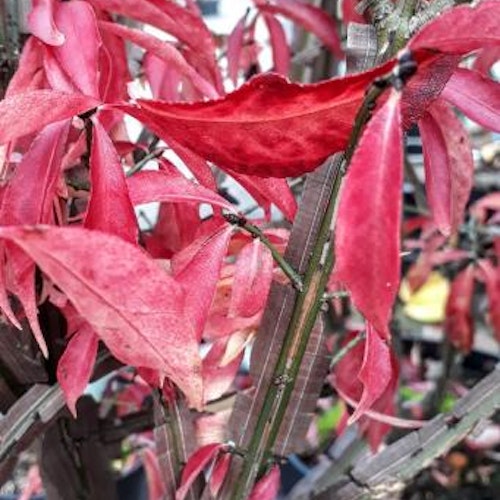 Benved "Indian Summer" - Euonymus hamiltonianus "Indian Summer"