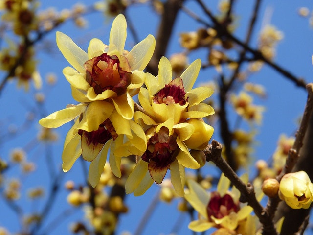 Vinterkryddbuske - Chimonanthus praecox