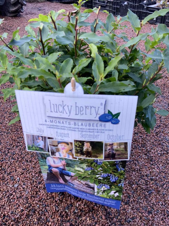 Blåbär 'Luckyberry'®  - Vaccinium cylindraceom 'Luckyberry'®