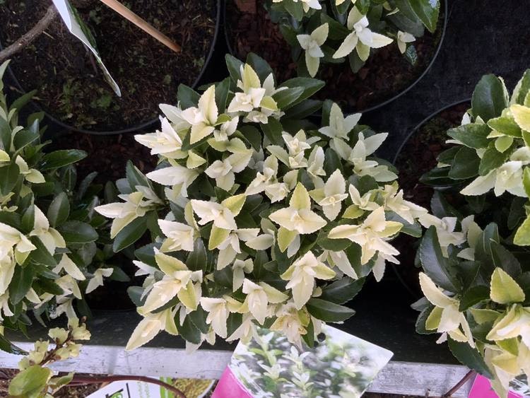 Japansk benved `Paloma Blanca´- Euonymus japonica `Paloma Blanca´