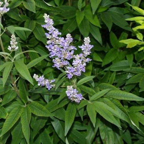 Munkpeppar, Kyskhetsträd - Vitex agnus-castus `Latifolia´