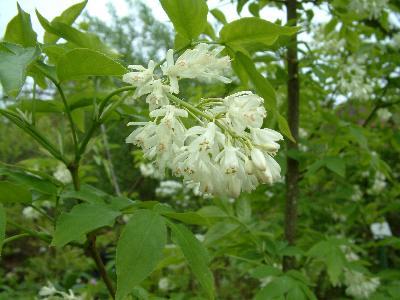 Kaukasisk pimpernöt - Staphylea  colchica