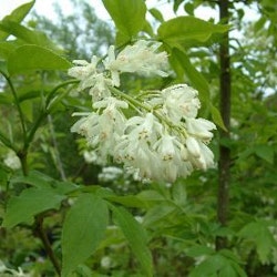 Kaukasisk pimpernöt - Staphylea  colchica