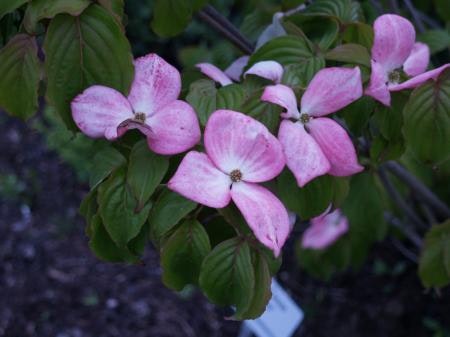 Koreansk blomsterkornell `Satomi´ – Cornus kousa `Satomi´