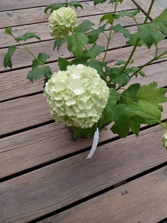 Snöbollbuske  "Roseum" – Viburnum opulus "Roseum"