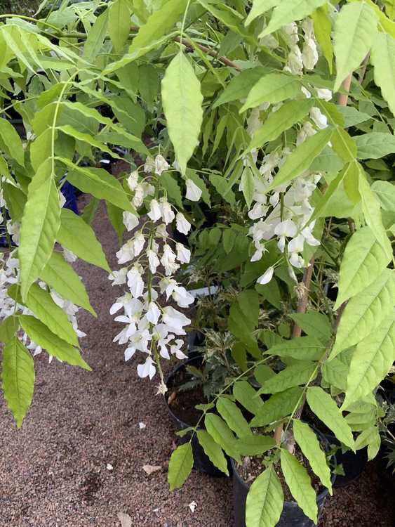 Japansk blåregn " Longissima Alba" - Wisteria floribunda " Longissima Alba"