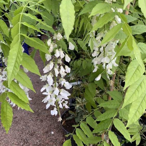 Japansk blåregn ` Longissima Alba´ - Wisteria floribunda `Longissima Alba´