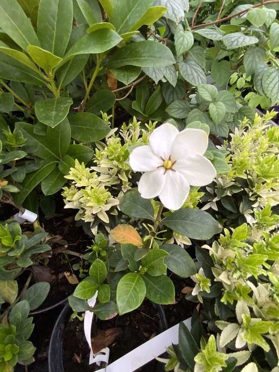 Gardenia jasminoides 'Kleim's Hardy'