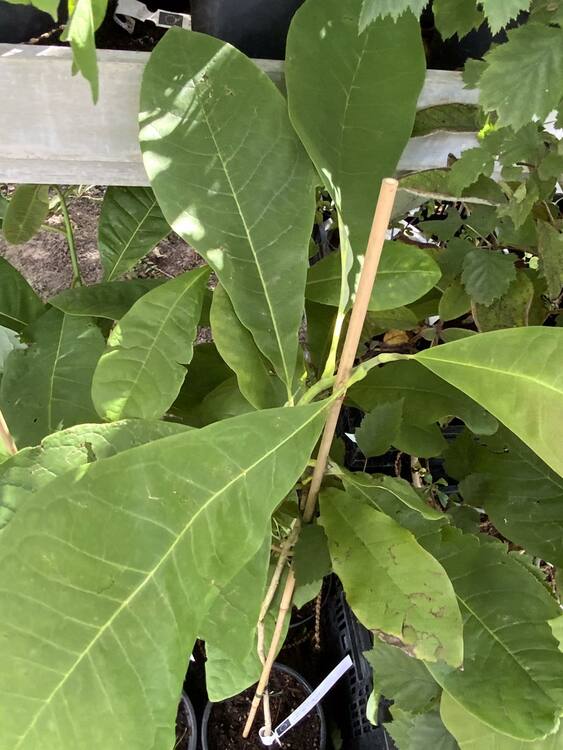 Läkemagnolia ,(Houpu magnolia)- Magnolia officinalis biloba