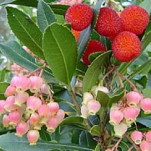 Smultronträd `Rubra` -  Arbutus unguicularis `Rubra´