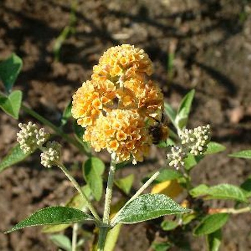 Gul fjärilsbuske `Sungold´ - Buddleja  weyeriana `Sungold´