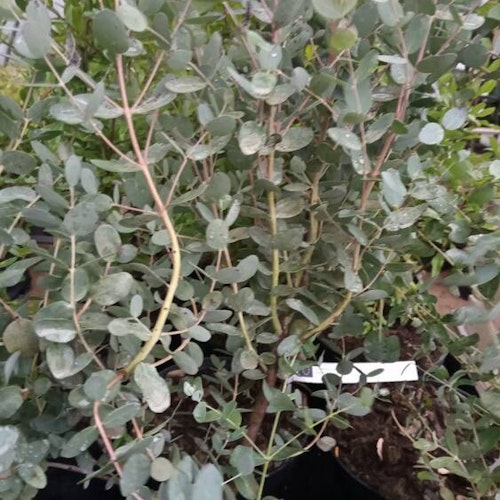 Silvereukalyptus - Eucalyptus gunnii