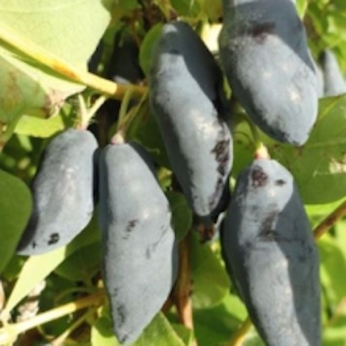 Blåbärstry ´Blue Banana` - Lonicera caerulea var. kamtschatica ´Blue Banana`