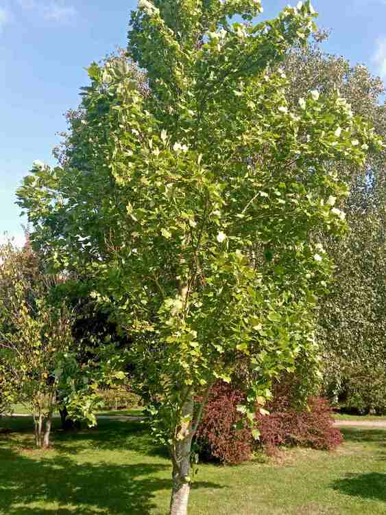 Äkta tulpanträd - Liriodendron tulipifera