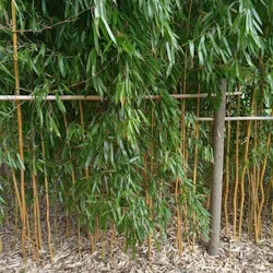 Gul sicksackbambu - Phyllostachys aureosulcata 'Spectabilis'