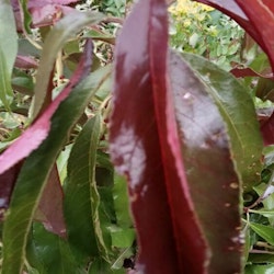 Rödbladig dvärgpersikoträd "Roter Pumucki" -  Punus persica  "Roter Pumucki"