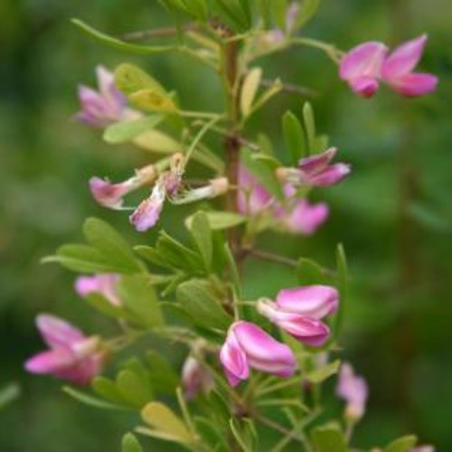 Saltbuske - Halimodendron halodendron