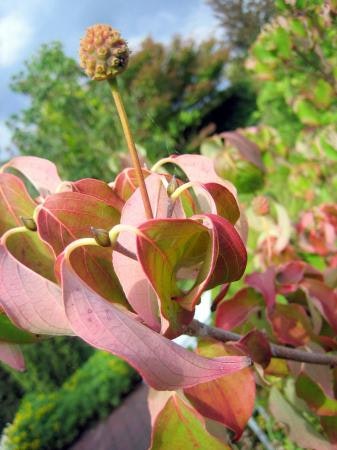 Kinesisk blomsterkornell  'Schmetterling' -  Cornus kousa 'Schmetterling'