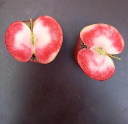 Äppelträd  'Dries'   - Malus niedzwetskyana 'Dries'