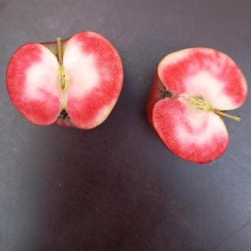Äppelträd  'Dries'   - Malus niedzwetskyana 'Dries'