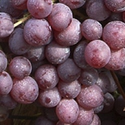 Vinranka `Kinga´ - Vitis vinifera ` Kinga´