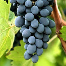 Vinranka "Moldova" - Vitis vinifera  "Moldova"