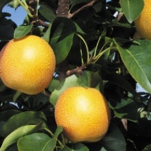 Sandpäron "Shinseiki" - Pyrus pyrifolia 'Shinseiki'