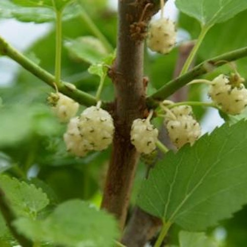 Mullbär "White Berry" - Morus alba "White Berry"