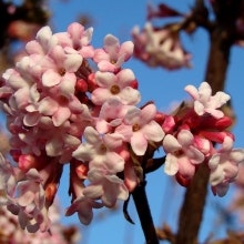 Hybridkejsarollvon - Viburnum  X bodnatese