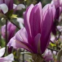 Magnolia "Rickii"