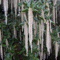 Garrya elliptica `Glasnewvin Wine ´