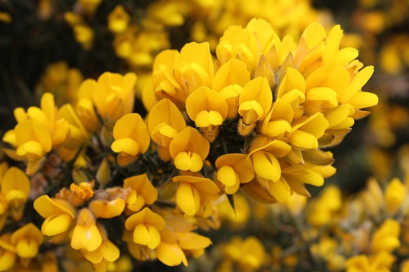 Ärttörne - Ulex europaeus