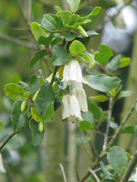 Chileansk liljekonvaljträd - Crinodendron patagua