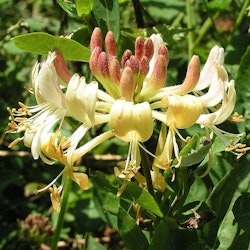 Vildkaprifol -Lonicera periclymenum