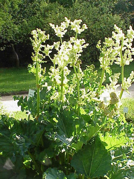 Läkerabarber -Rheum officinale