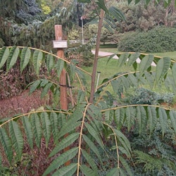 Toona sinensis