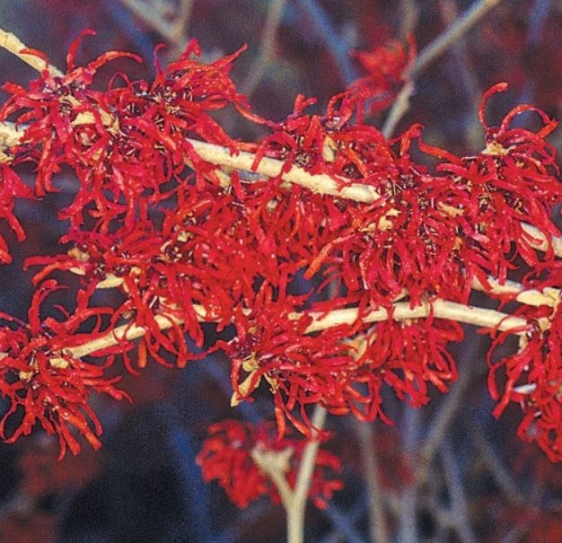 Hybridtrollhassel `Diane´ - Hamamelis intermedia  `Diane´