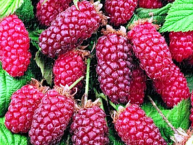 Björsbärshallon "Buckingham" - Rubus tayberry  "Buckingham"