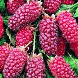 Björsbärshallon "Buckingham" - Rubus tayberry  "Buckingham"