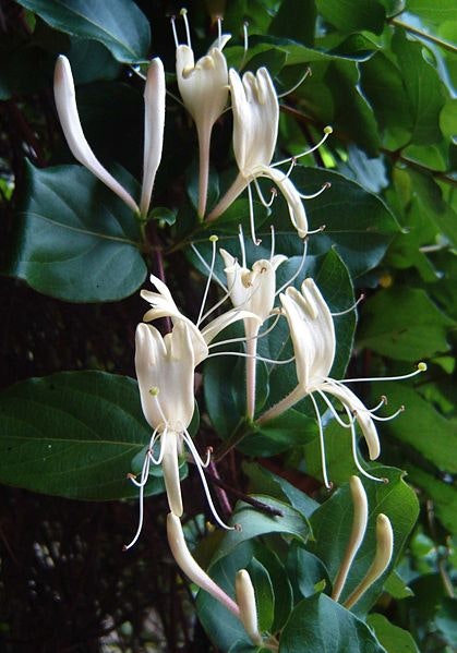 Slingertry -  Lonicera japonica 'Chinensis'