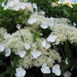 Klätterhortensia - Hydrangea petiolaris