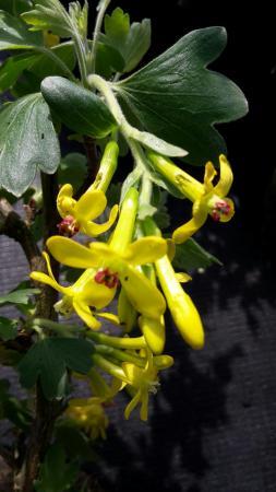 Gullrips, Doftrips  "Gwens" - Ribes odoratum "Gwens"